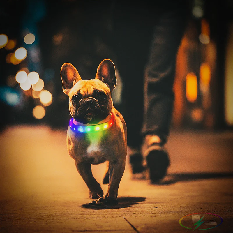 Luminoid LED Dog Collar - Bluetooth - App Control - Glowy Zoey