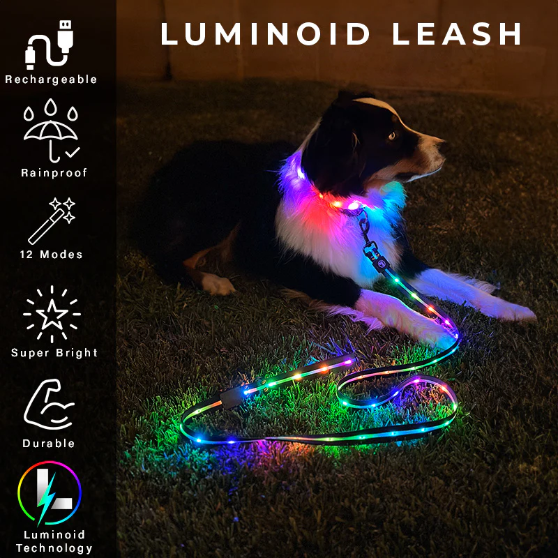 Luminoid LED Dog Leash - Glowy Zoey